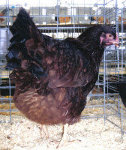 Bucheye chicken Heritage breed brown egg layer