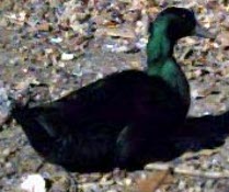 Cayuga duck