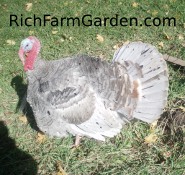 Blue Slate Tom Turkey