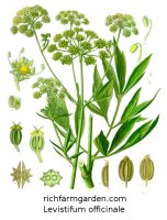 Levistifum officinale Lovage plant seeds