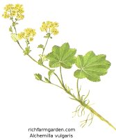 Alchemilla vulgaris Ladys Mantle plant seeds