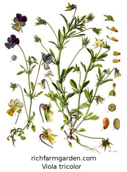 Viola tricolor plant seeds Pancies