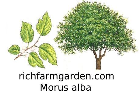 Morus alba Russian Mulberry tree