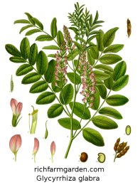 Glycyrrhiza glabra Licorice plant seeds