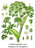 Angelica archangelica medicinal herb plant seeds