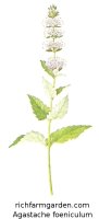 Agastache foeniculum Anise Hyssop plant seeds