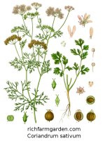 Coriandrum sativum Cilantro leaves Coriander seeds herb