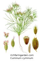 Cuminum cyminum Cumin plant seeds