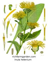 Inula helenium Elecampane plant seeds