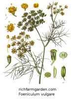 Foeniculum vulgare Bronze Fennel plants seeds