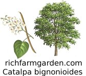 Catalpa bignonioides Indian Bean Catawba tree seed