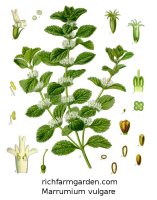 Marrumium vulgare Horehound plant seeds