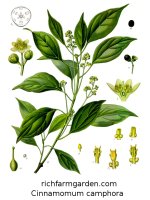 Cinnamomum camphora Camphor Tree seeds