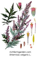 Mugwort Artemisia vulgaris Felon Herb Saint Johns Plant Cingulum Sancti Johannis