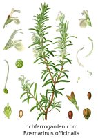 Rosmarinus officinalis Rosemary plant seeds