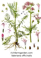 Valeriana officinalis Medicinal herb plant seeds