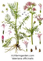 Valeriana officinalis Medicinal herb plant seeds