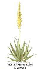 Aloe vera plant seeds