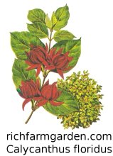 Calycanthus floridus Sweet Shrub seeds Carolina Allspice