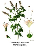 Mentha spicata Spearmint plant seeds