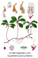 Wintergreen plant Gaultheria procumbens seeds