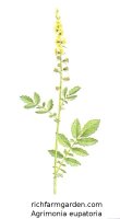 Agrimonia eupatoria Agrimony plant seeds