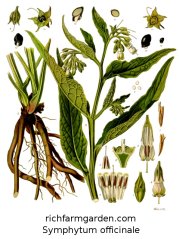 Symphytum officinale Comfrey plant seeds