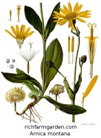 Arnica montana Wolf's Bane Mountain snuff plant seeds