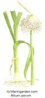 Allium porum Leek plant seeds