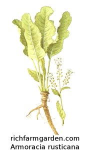 Armoracia rusticana Horseradish plant roots