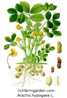 Peanut Virginia jumbo seed Arachis hypogaea