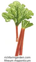 Rheum rhaponticum Canada Red Rhubarb