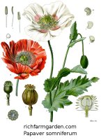 Papaver somniferum plant seeds Blue breadseed Opium Poppy