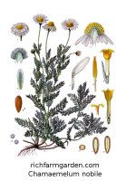 Roman Chamomile plant Chamaemelum nobile