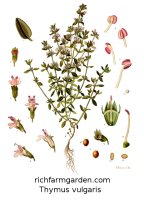 Thymus vulgaris English Thyme plant seeds