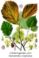 Witch Hazel Hamamelis virginiana seeds plant