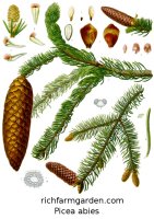 Picea abies Norway Spruce tree seeds