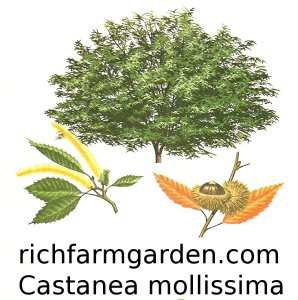 Castanea mollissima Chinese Chestnut tree seeds