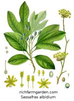 Sassafras albidium Tree