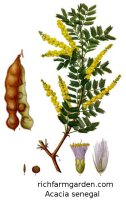 Acacia senegal Gum Arabic plant seeds