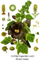 Alcea rosea Hollyhock Garden Mallow plant seeds