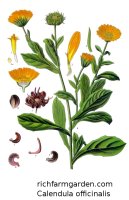 Calendula officinalis English Marigold Calendula plant seeds