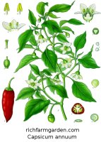 Capsicum annuum Chile pepper plant
              seeds