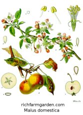 Malus domestica
                Apple tree seed