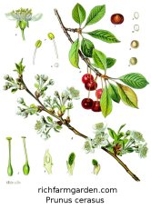 prunus cerasus