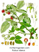 Rubus idaeus plant seeds leaves fruit Wild Raspberry