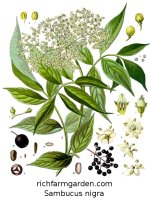 Sambucus nigra Wild Elderberry plant furit seeds flowers