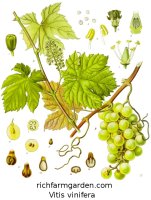 Vitis vinifera Grape vine fruits seeds plants