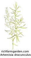 Artemisia dracunculus Tarragon plant seeds