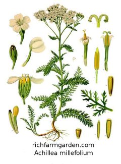 Achillea
              millefolium Yarrow plant seeds